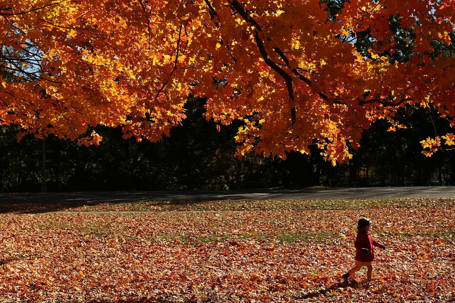 The scent of a season: Explaining the aromas of fall | The Washington Post