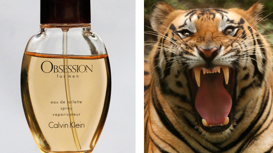 ‘Killer’ tiger hunt: Trackers use Calvin Klein scent in desperate attempt to catch big cat | FOXNEWS