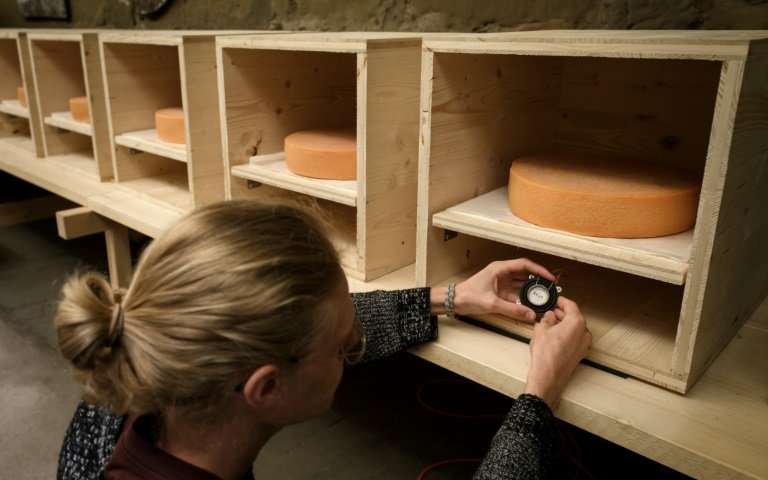 University of the Arts students, placing a small music speaker below a wheel of Emmental, are helping with the experiment