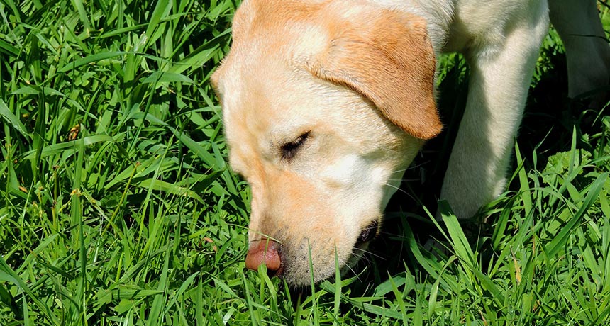 Genes might explain why dogs can’t sniff out some people under stress | Science News