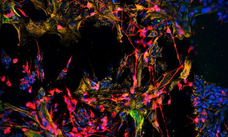 Cultured stem cells reconstruct sensory nerve and tissue structure in the nose | Phys.org