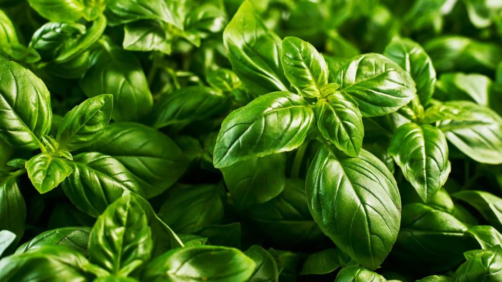 How A.I. Engineered the Most Delicious, Efficient Basil Ever | The Daily Beast