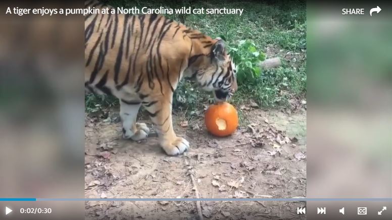 A tiger plays with a pumpkin doused in perfume in NC: video | Raleigh News & Observer