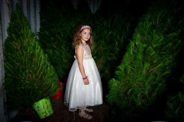 Megan Purcell (7) weighs up her options as she picks out a tree for Christmas. Photo / Dean Purcell