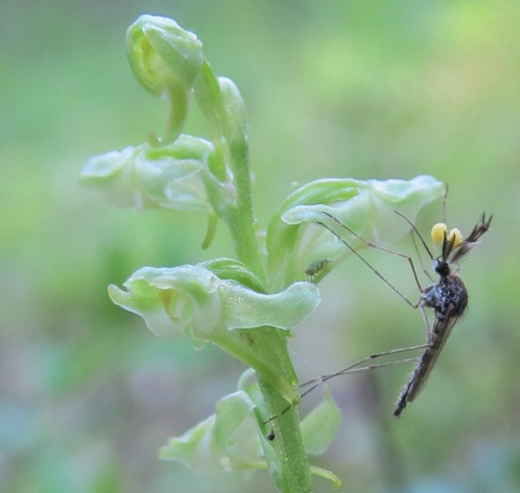 Mosquitoes are drawn to flowers as much as people — and now scientists know why | UW News