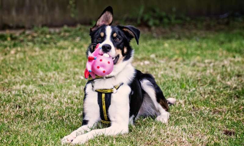 Study shows how dogs can benefit from scented toys | Phys.org
