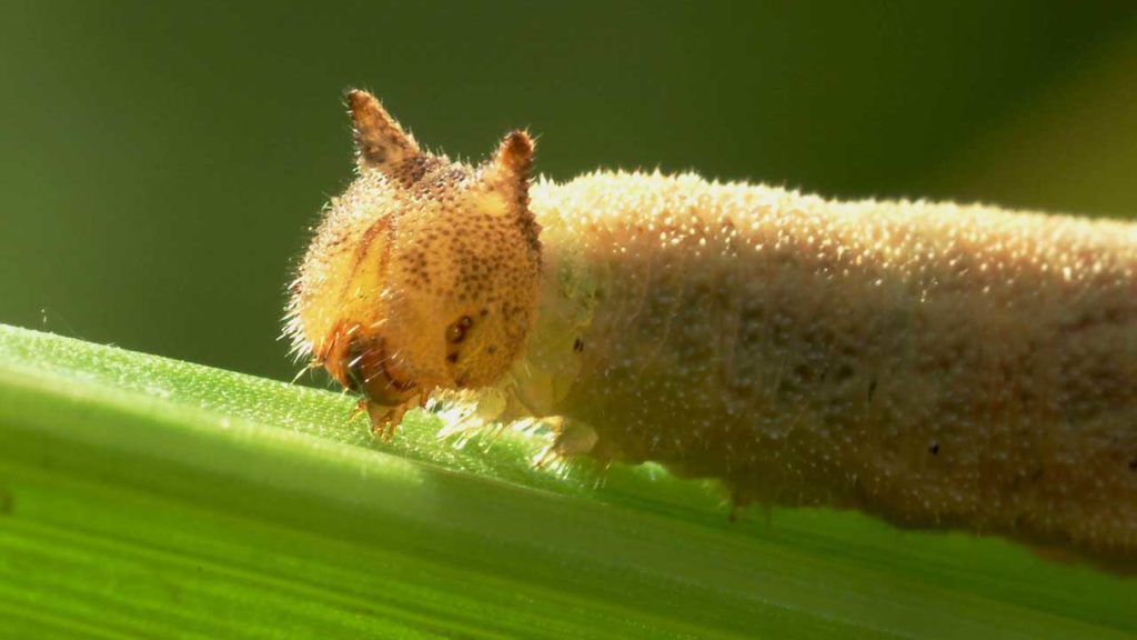 A caterpillar probing the corn leaf using its mouthparts. Credit: William H. Piel