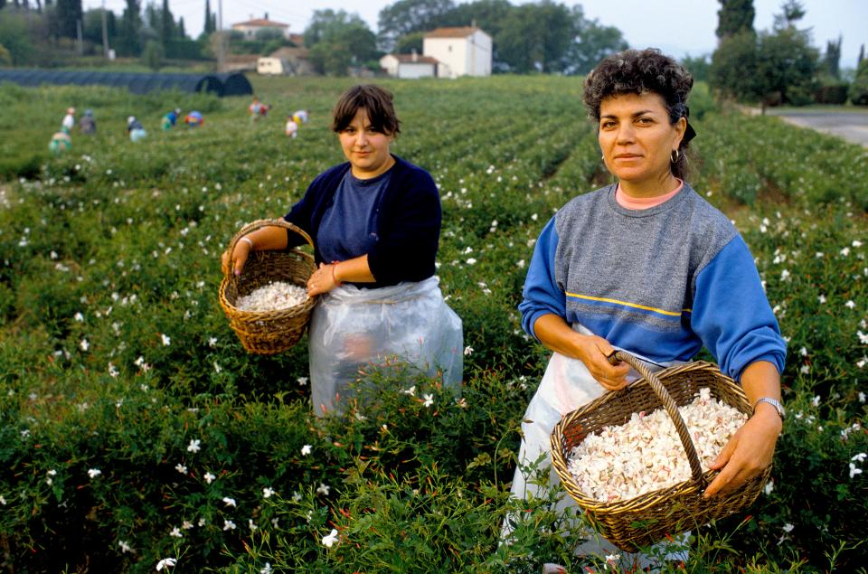 France - Grasse - Perfume - Perfume Industry - Jasmine - Picker