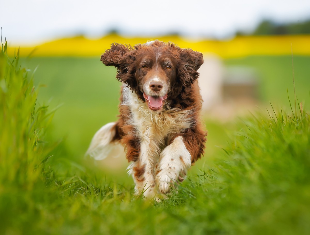 UK researchers begin training dogs to detect the scent of COVID-19 | New Atlas