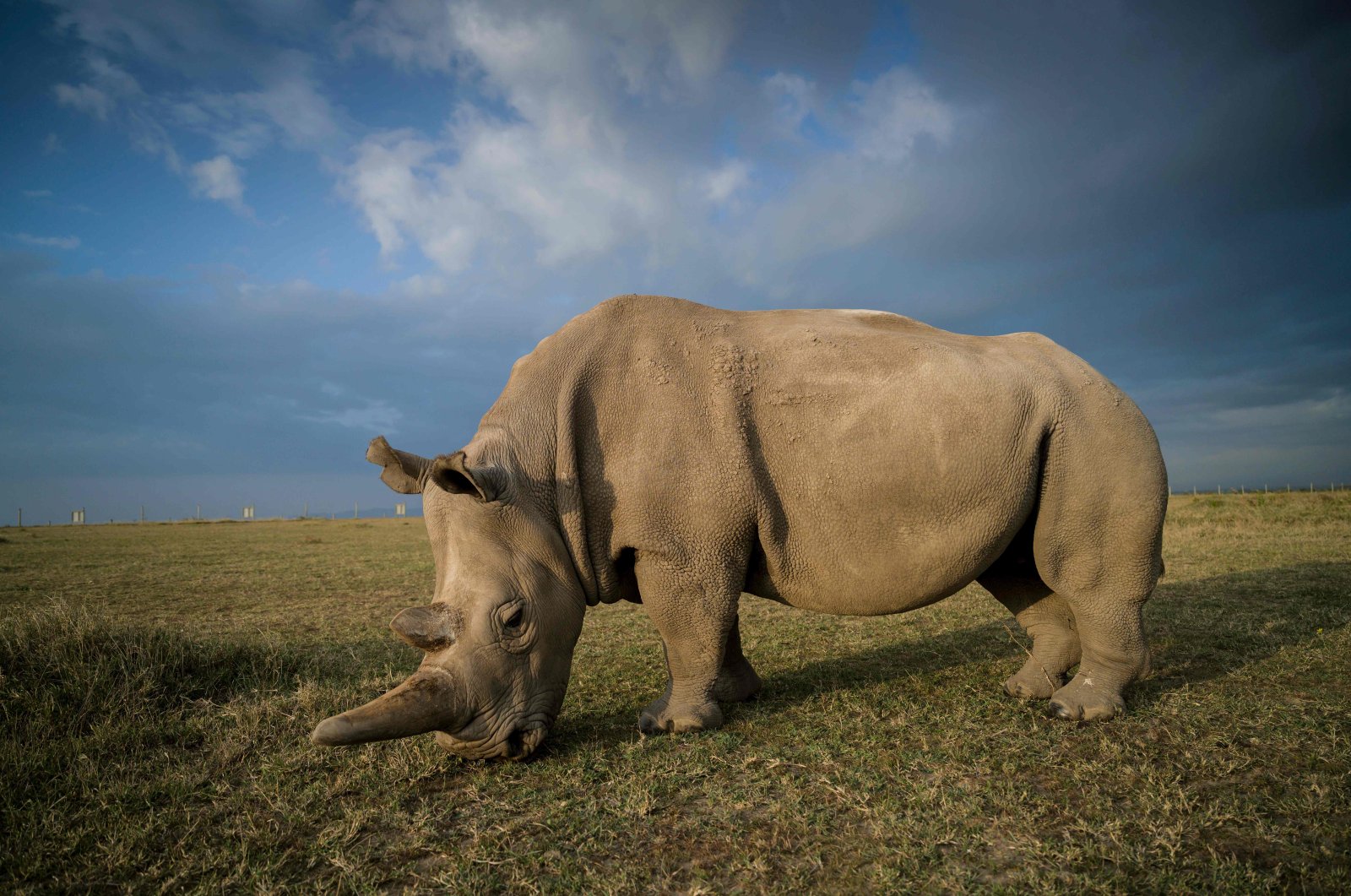 Istanbul artist’s exhibit illuminates rhinos’ plight with multimedia, scents | Daily Sabah