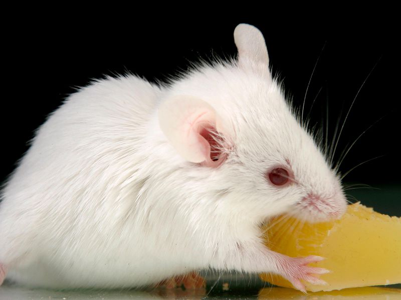 Experiment Tricks Mice Into Smelling Things That Aren’t There | Smithsonian Magazine