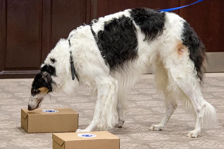 Borzoi in a scent work trial.