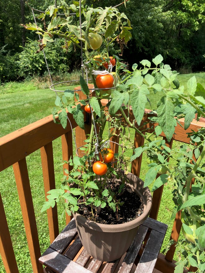 A sniff of a tomato sparked memory of my grandfather and better days | Bucks County Courier Times