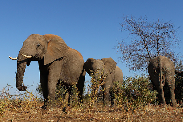 An African Safari