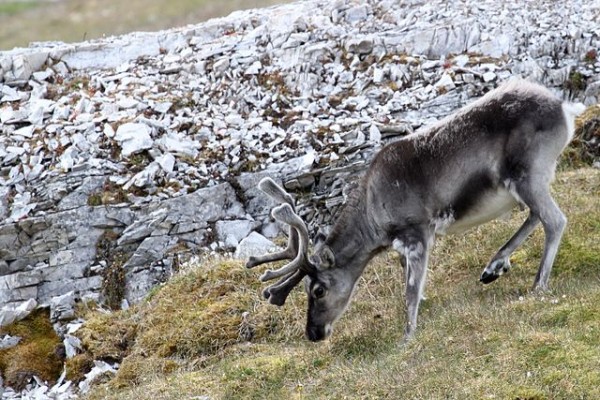 Arctic Reindeer