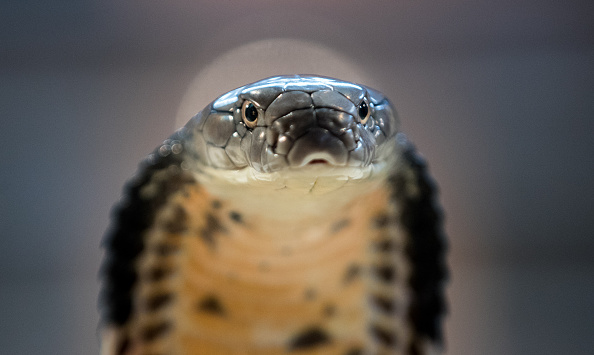 Deadly Reptiles Go On Show At Children's Zoo