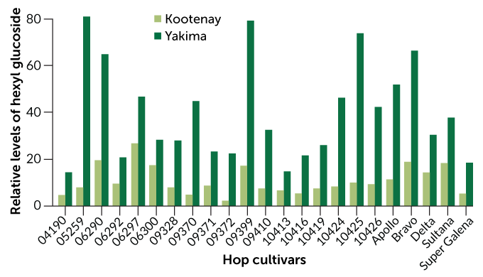 Graph of hexyl glucoside levels in hop cultivars