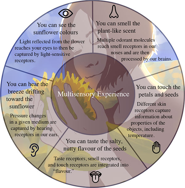 multisensory experiences of a sunflower