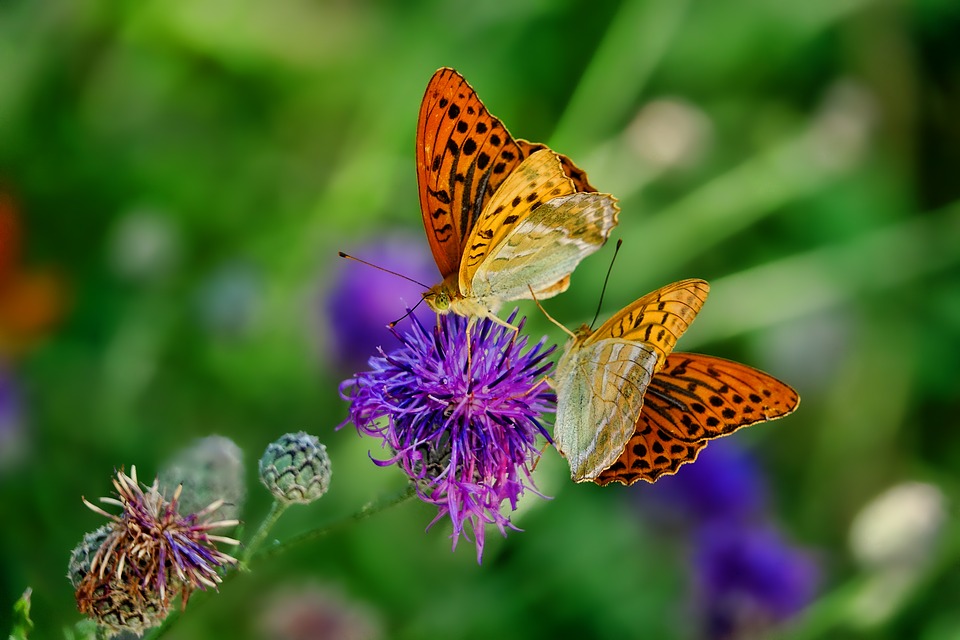 Study: Insect Can Re-Learn Flower Scents, Even as Pollution Alters Aroma | Mirage News