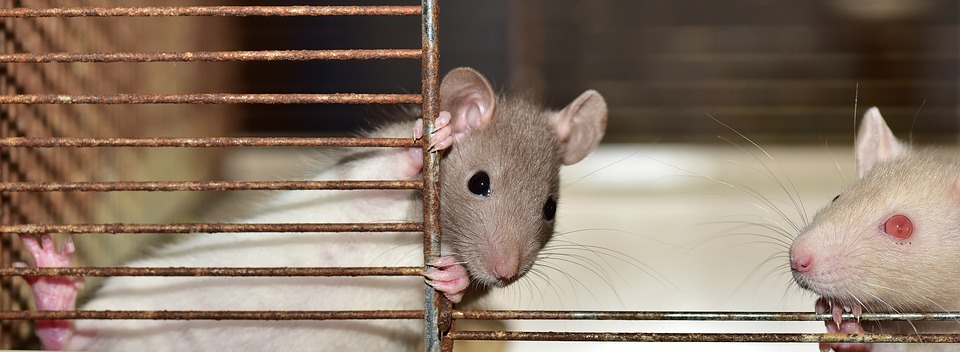 Effect of odor on helpfulness in rats | ScienceDaily