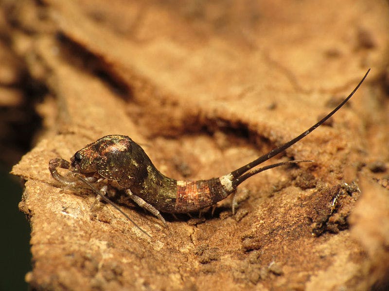 an insect with a long oblong body and a very long tail