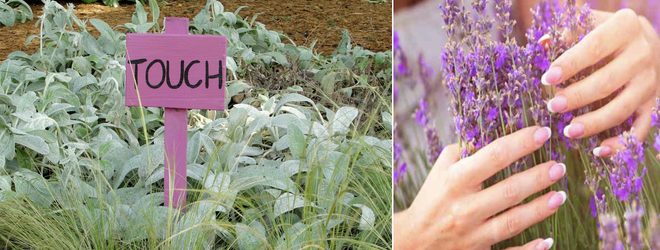 Chatham University's Eden Campus created a sensory garden for its students. Sensory gardens have been shown to be beneficial to those with special needs and post-traumatic stress disorder.