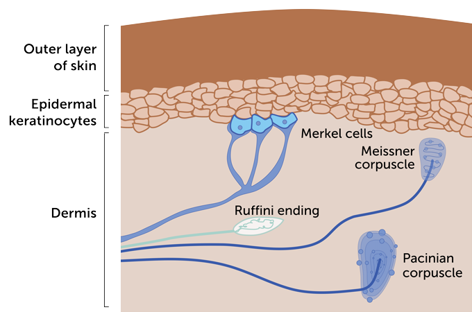 diagram of the four main types of touch receptors in skin