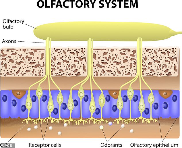Smell works when odour molecules enter the nasal cavity and make contact with olfactory receptors. Nerves called axons then carry sensory information to the olfactory bulb, which processes the information before it's delivered to more complex brain regions (pictured)