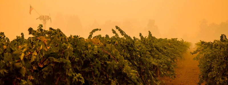 A wine “tasting” AI could save grapes from wildfire smoke | Freethink
