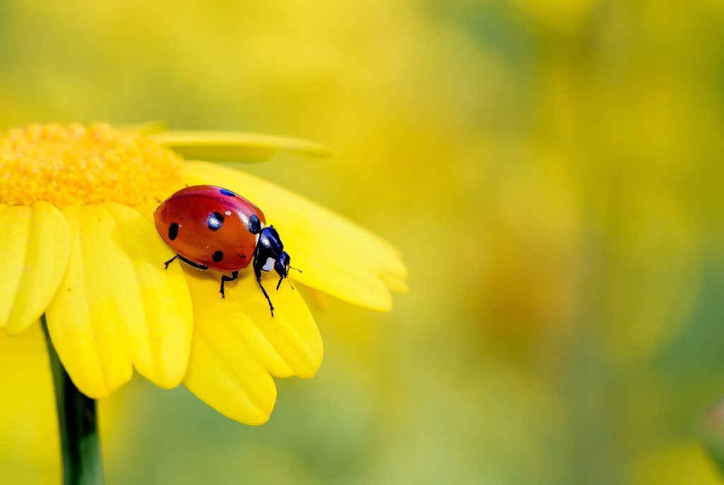 Ladybug scent could be the next big thing in pest management | Manila Bulletin