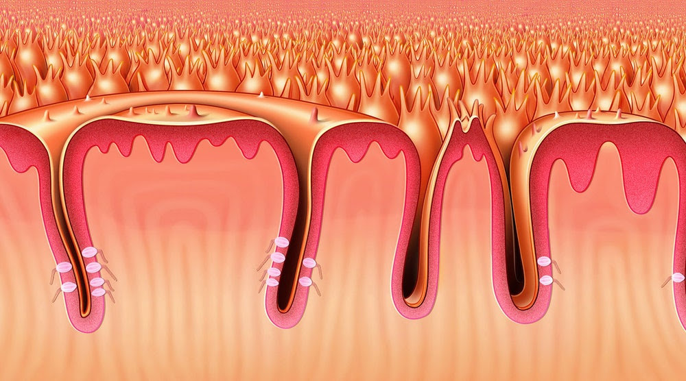 A cross-section diagram of a taste bud on a human tongue