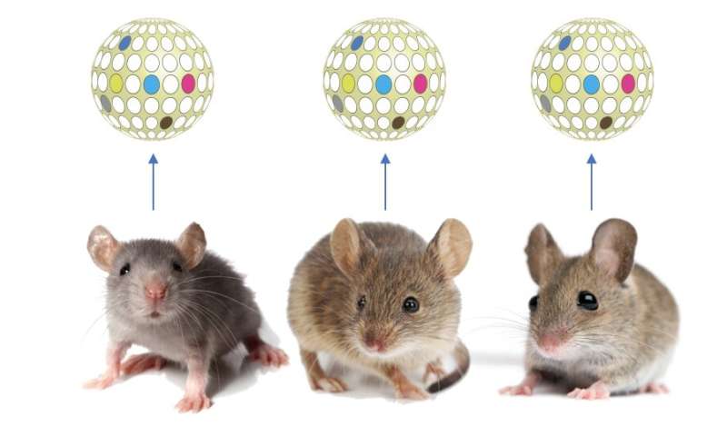 Researchers map mouse olfactory glomeruli using state-of-the-art techniques