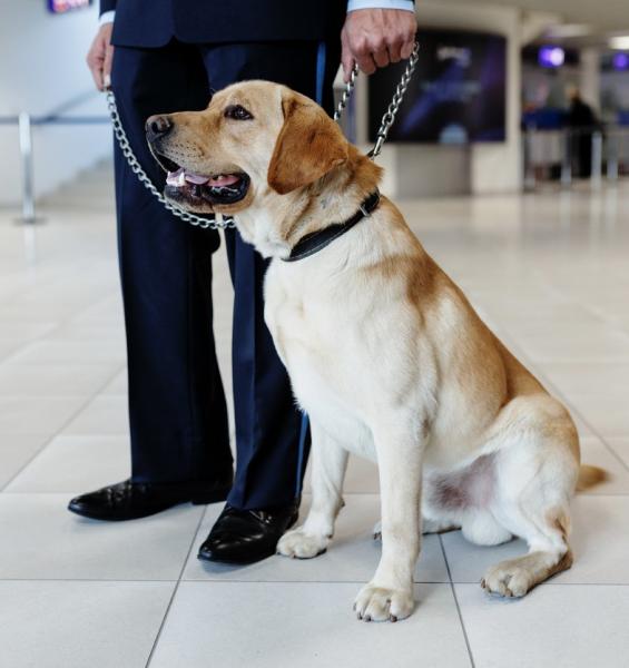Trained scent dogs detect airline travelers with COVID-19 | CIDRAP