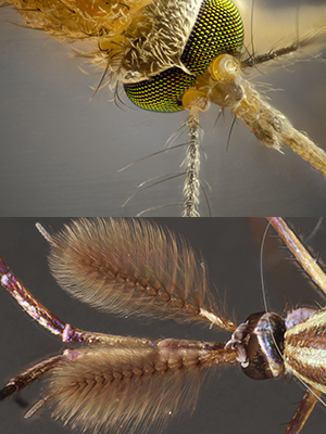 Close-up images of two mosquitoes, one with thin fuzzy antennae and one with wide, fan-like antennae