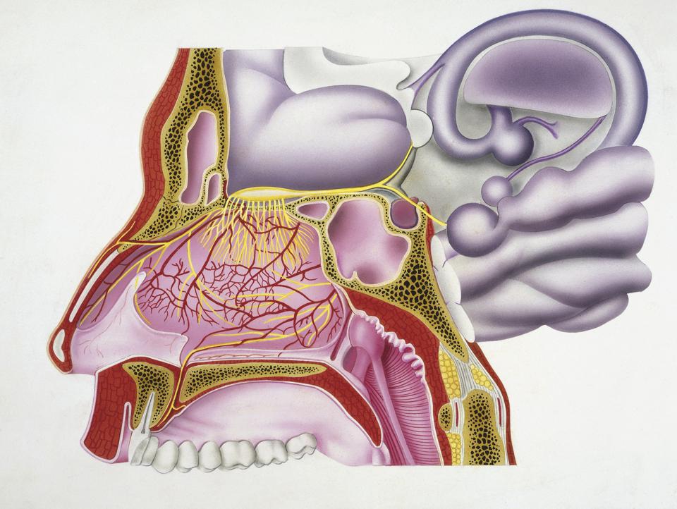 Illustration of human olfactory system