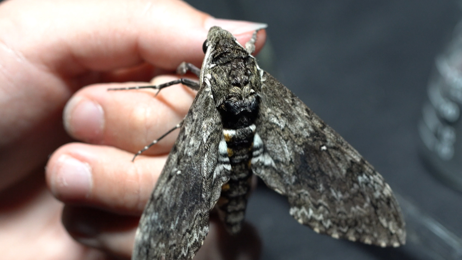 The Manduca sexta moth is the source of the antennae used to give Smellicopter its extraordinary sense of smell.