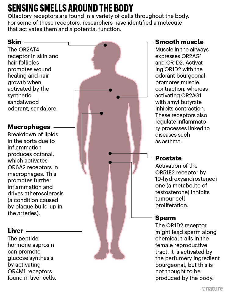 Sensing smells around the body: graphic showing location of olfactory receptors around the body