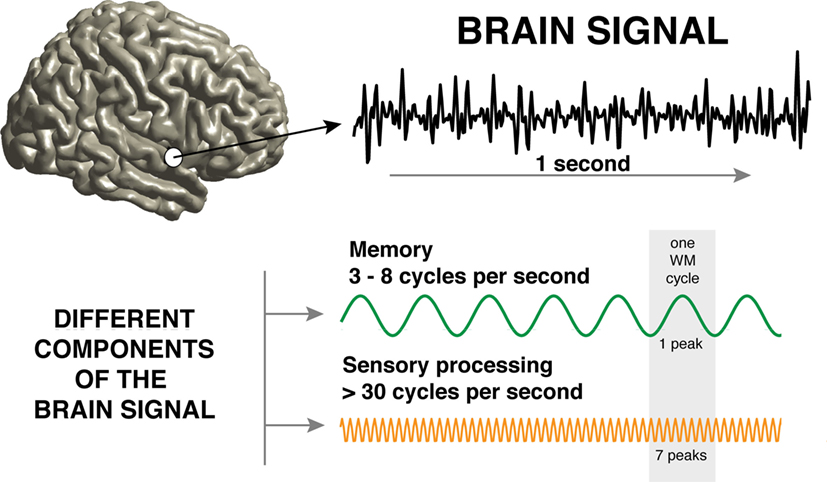 Figure 1 - Recording from a human brain: the brain signal (top) looks noisy and random.