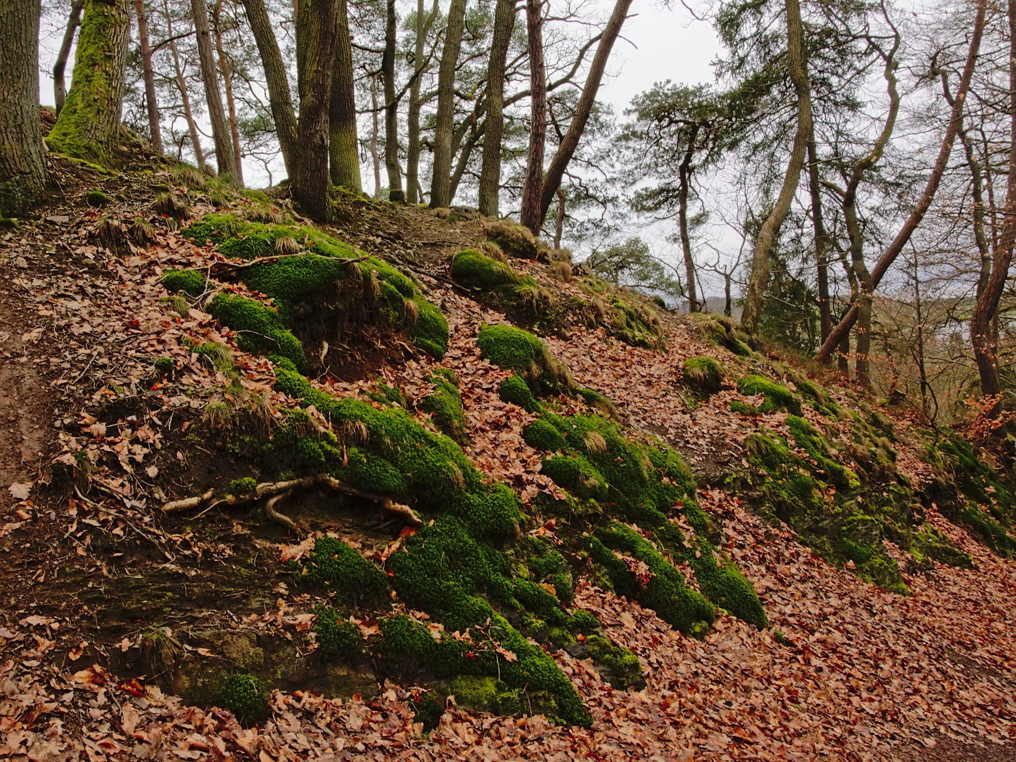 Forest floor covered in leaves and moss 