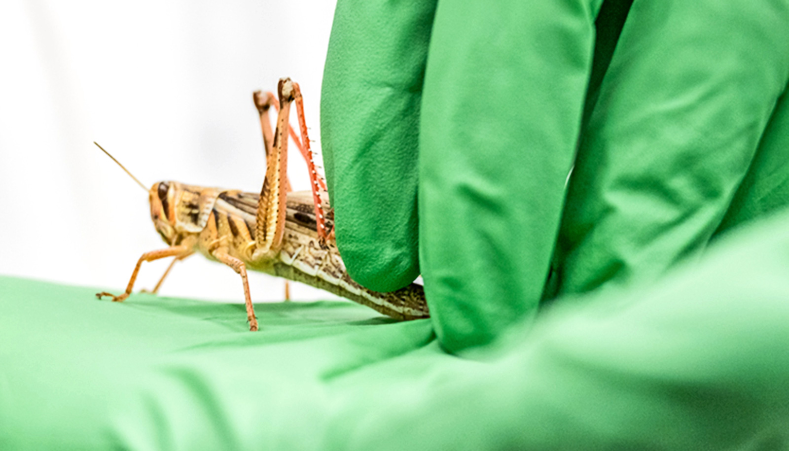 Locusts can ‘smell’ human cancer cells | Futurity
