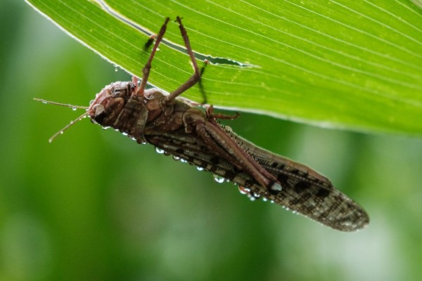 Locusts Smell and Differentiate Cancer Cells from Healthy Cells, New Study Finds | Nature World News