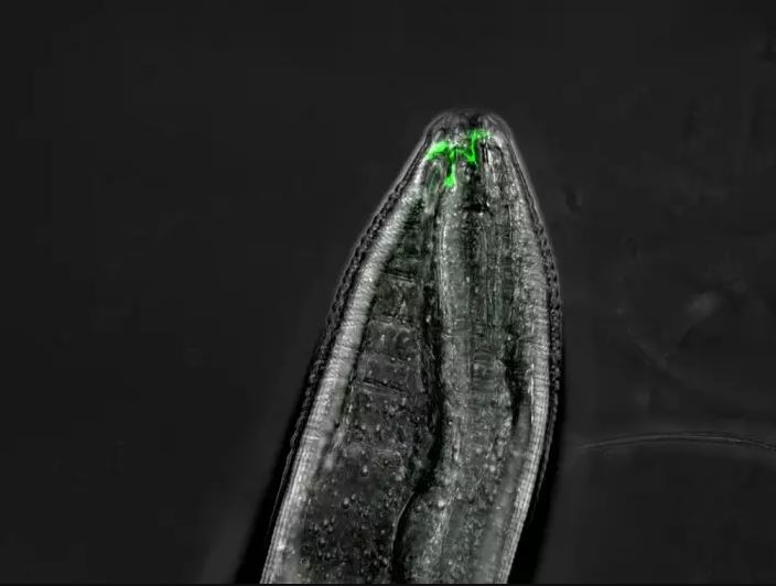 Scientists understand mysterious mechanism by which nematodes can smell | News 9 Live