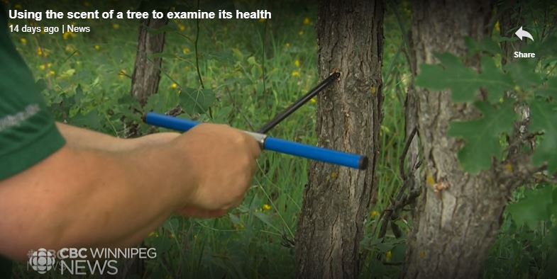 Using the scent of a tree to examine its health | CBC.ca