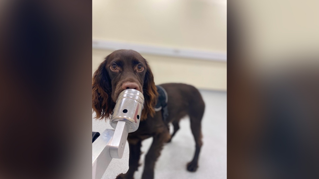 Twenty dogs were initially screened to find the stress sample among two blanks before the researchers added in a pre-stress sample. (Clara Wilson/CNN) 