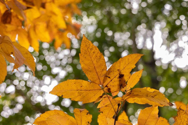 Look up, and listen too! Fall foliage is a sensory treat | The Chestnut Hill Local