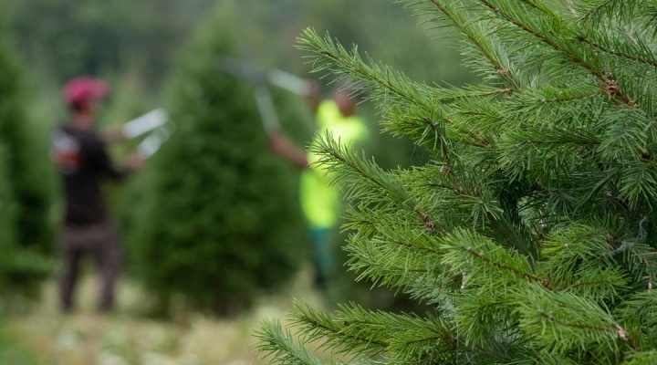 Study explores the impactful scent of a real Christmas tree | Morning Ag Clips
