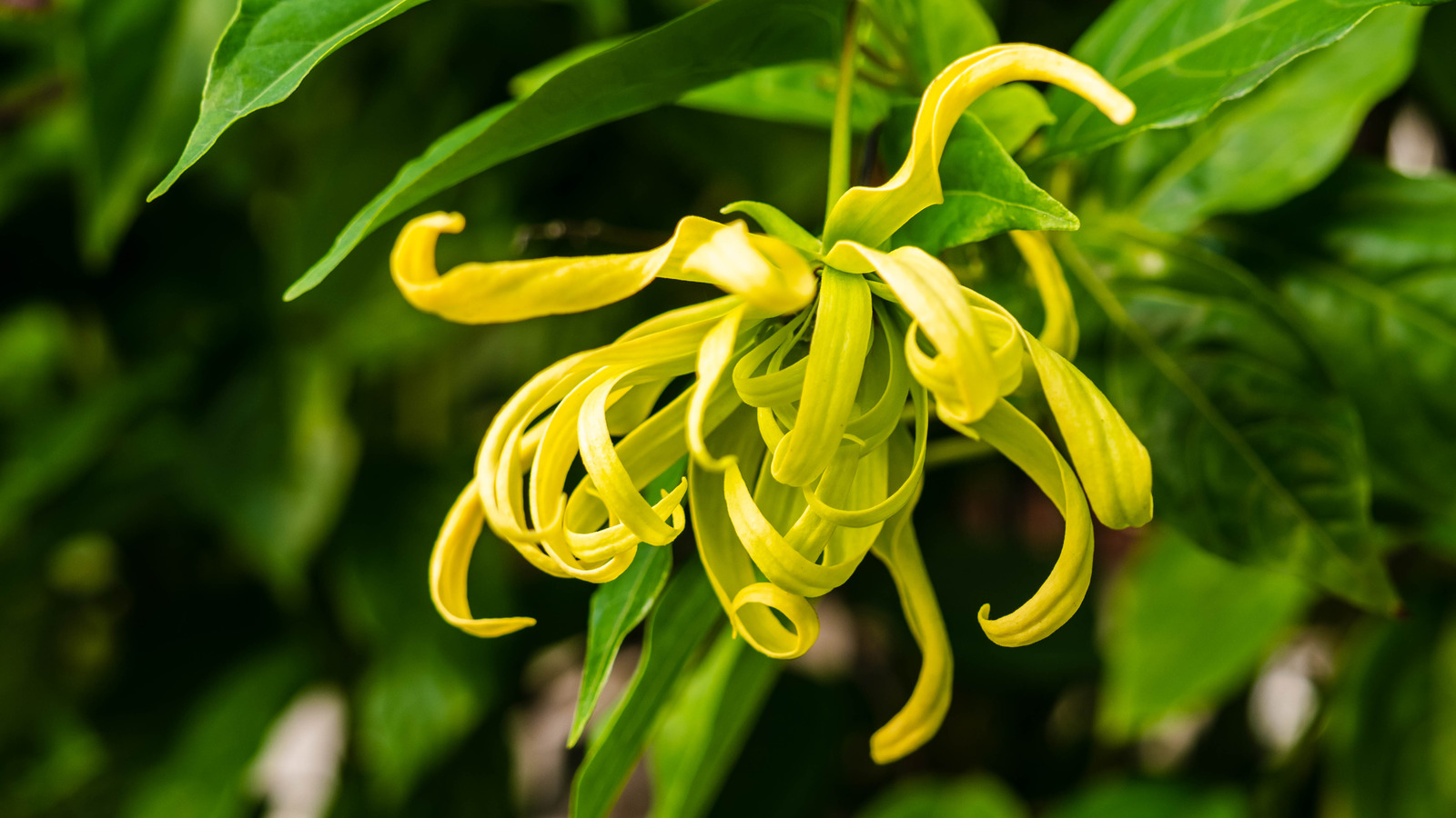 What Does Ylang Ylang Smell Like? | The List