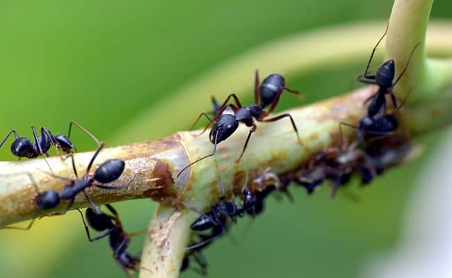 Ants Can Detect Scent Of Cancer In Urine, New Research Shows | NDTV