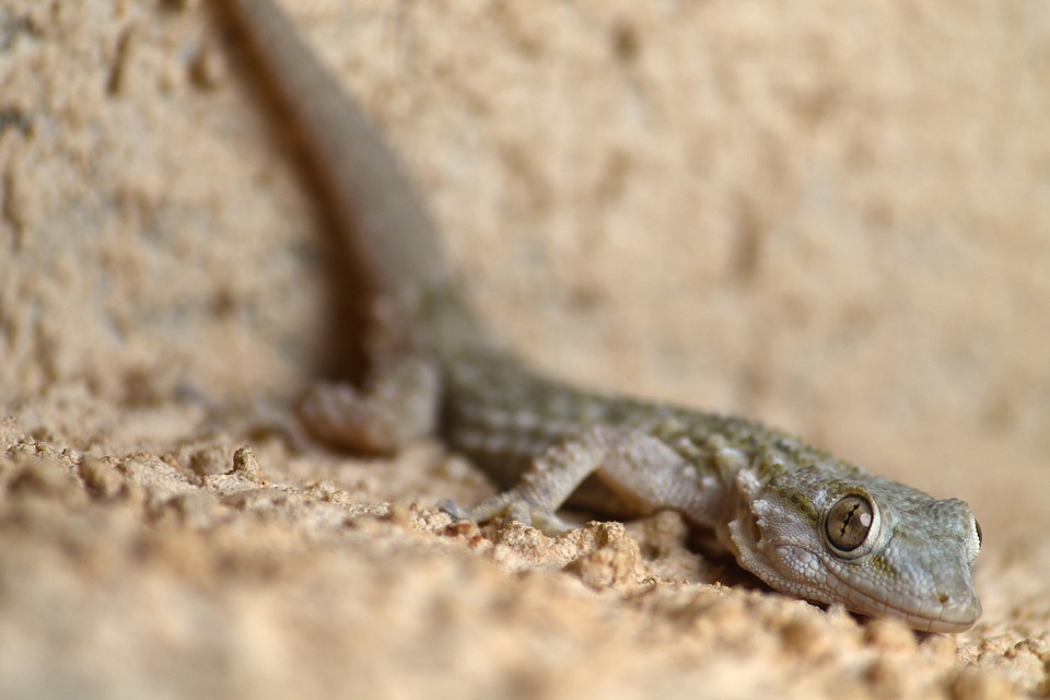 Geckos Recognize Own Scent | Mirage News