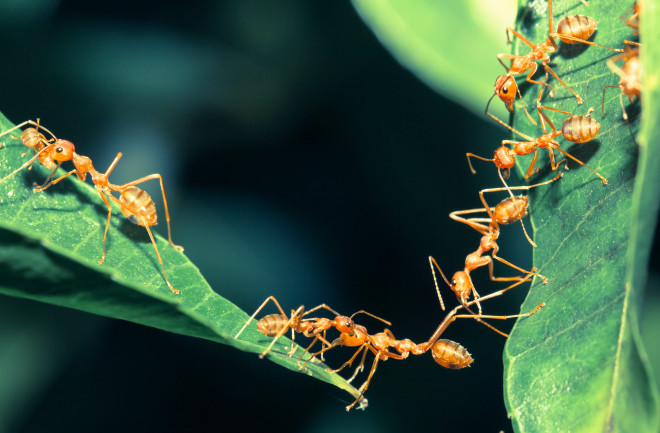 How Smell Holds Ant Societies Together | Discover Magazine